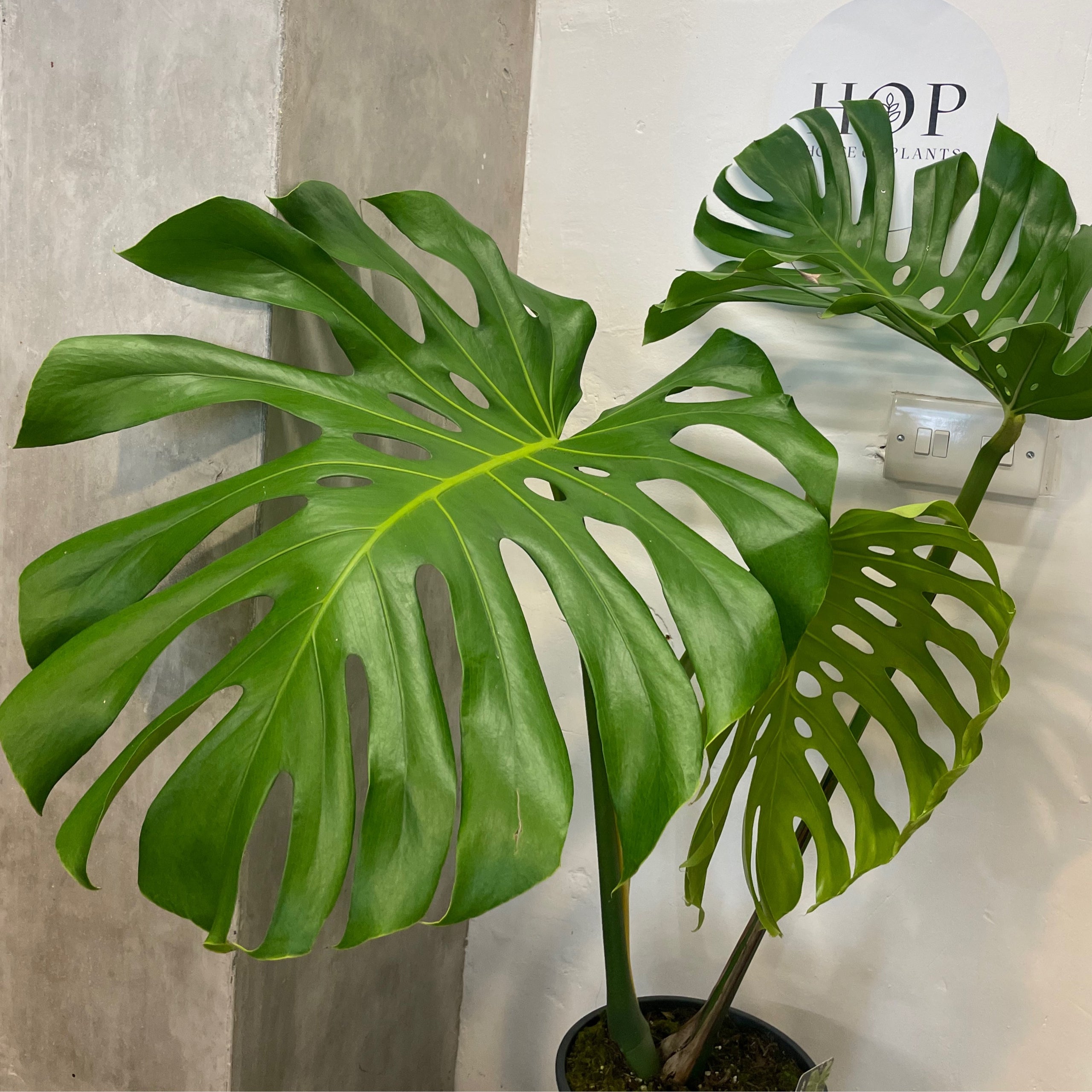 Monstera Deliciosa Large Form Cheese Plant House of Plants