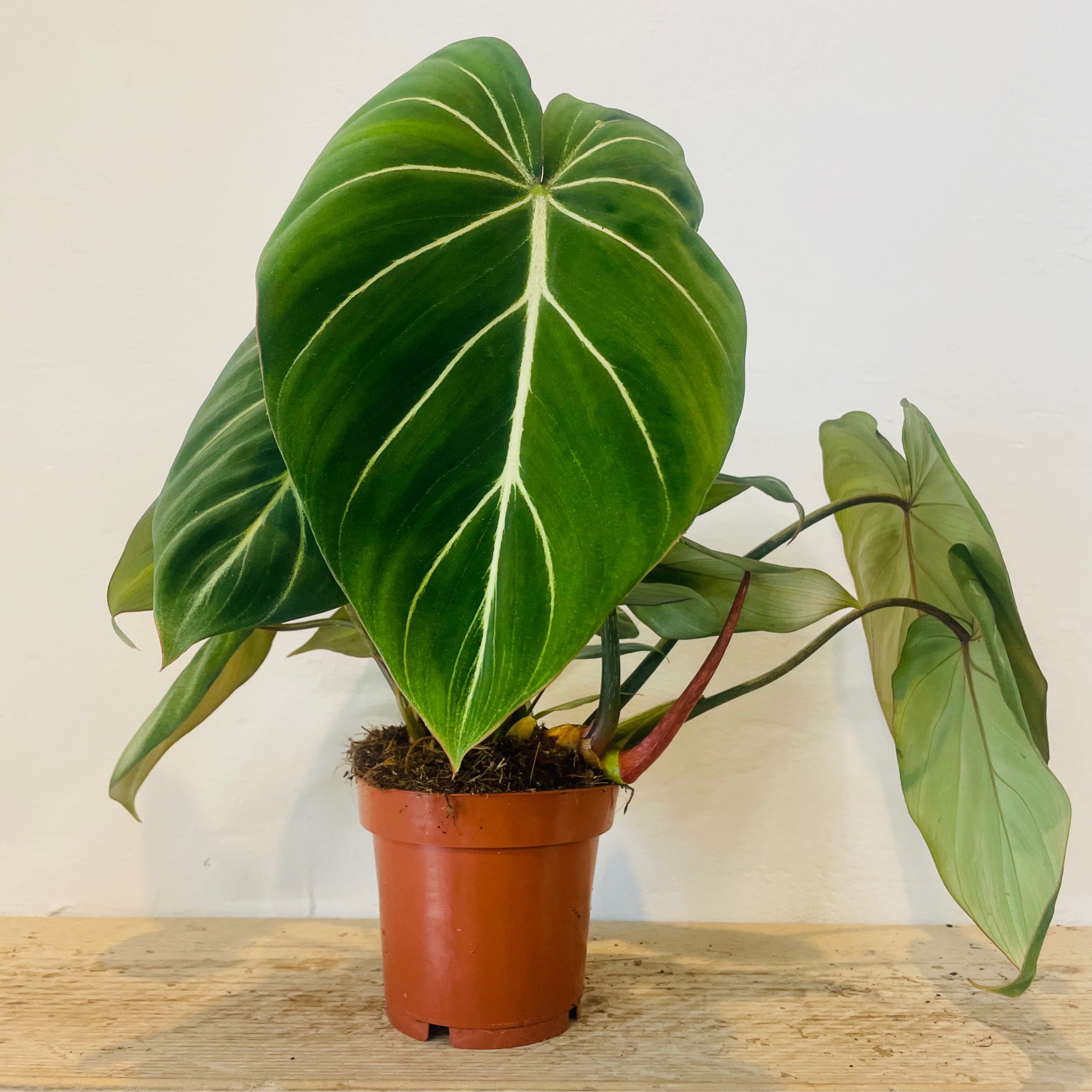 Pof］Philodendron Glorious フィロデンドロン・グロリアス｜観葉植物